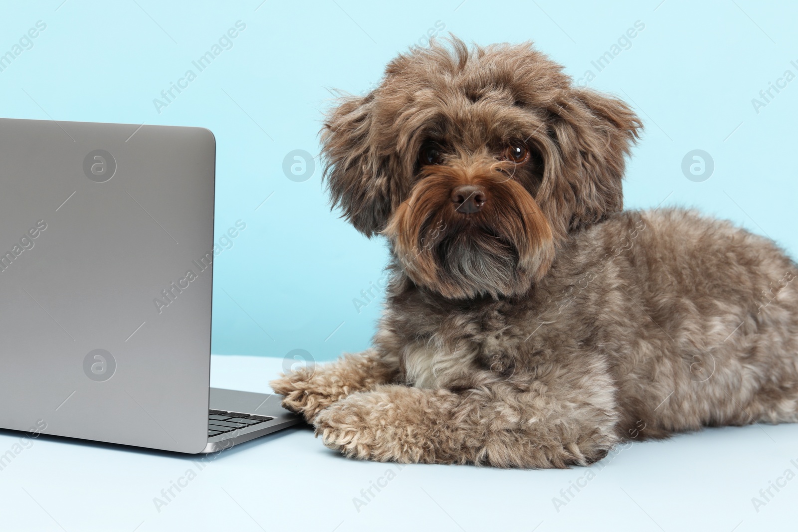 Photo of Cute Maltipoo dog with laptop on light blue background. Lovely pet