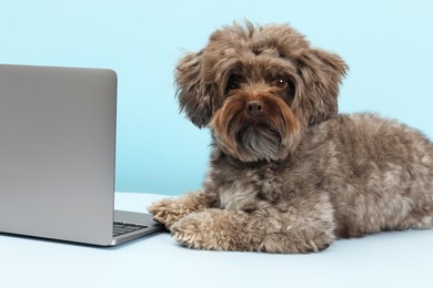 Photo of Cute Maltipoo dog with laptop on light blue background. Lovely pet