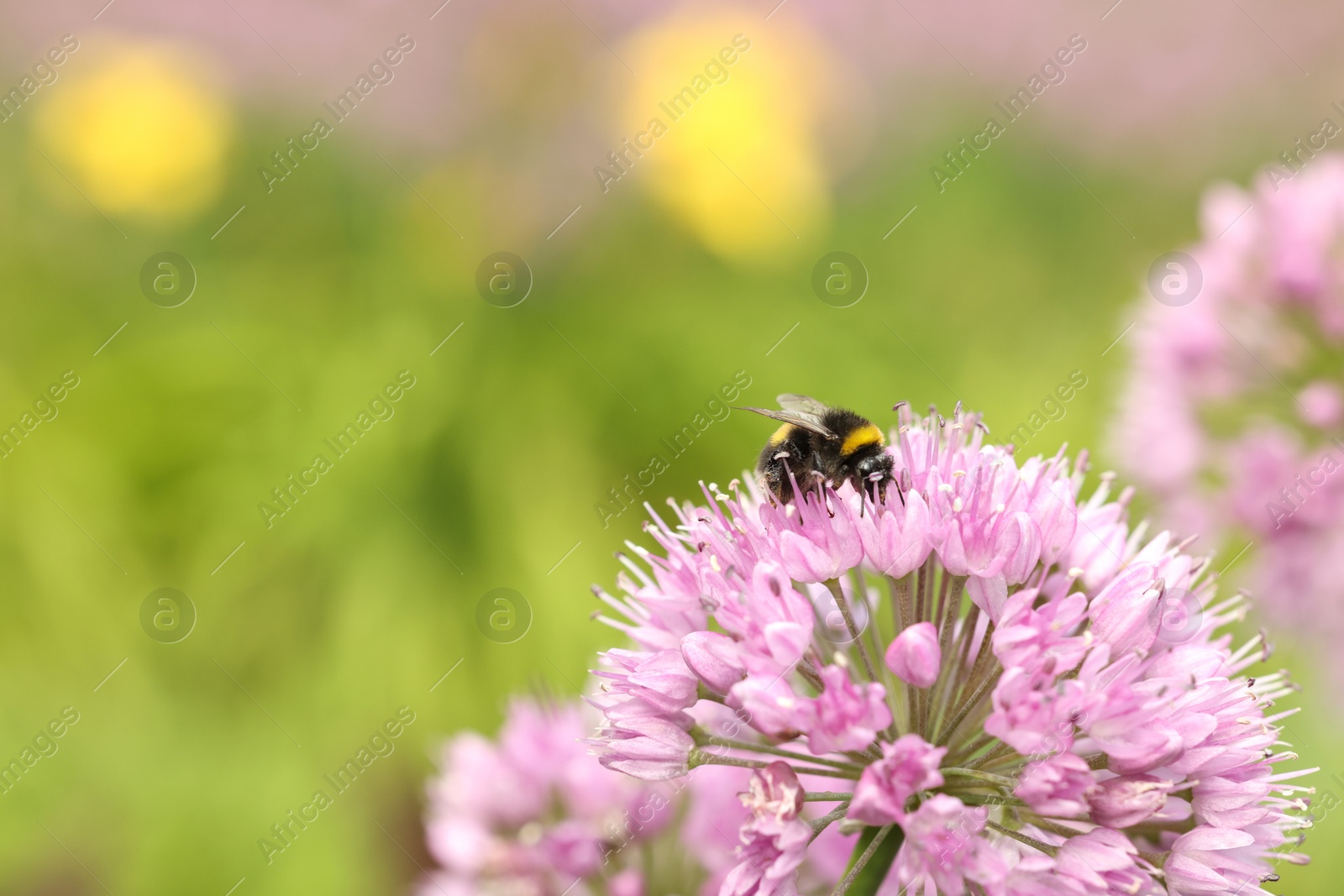 Photo of Honeybee collecting pollen from beautiful flower outdoors, closeup. Space for text