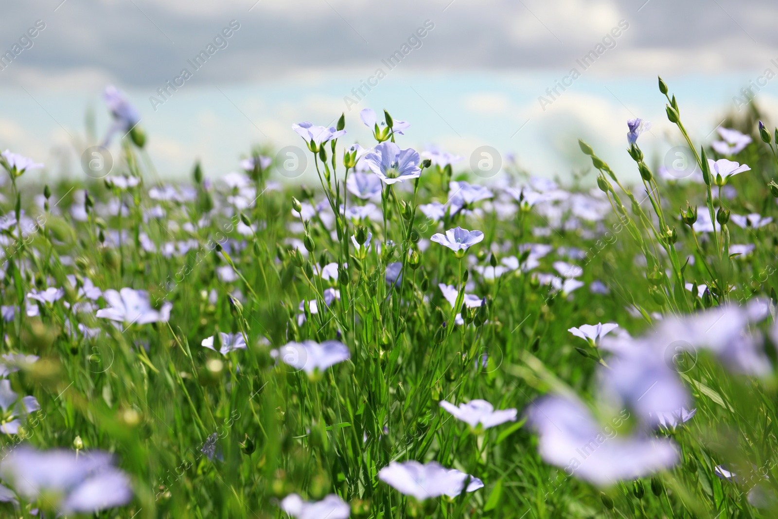 Photo of Beautiful view of blooming flax field on summer day