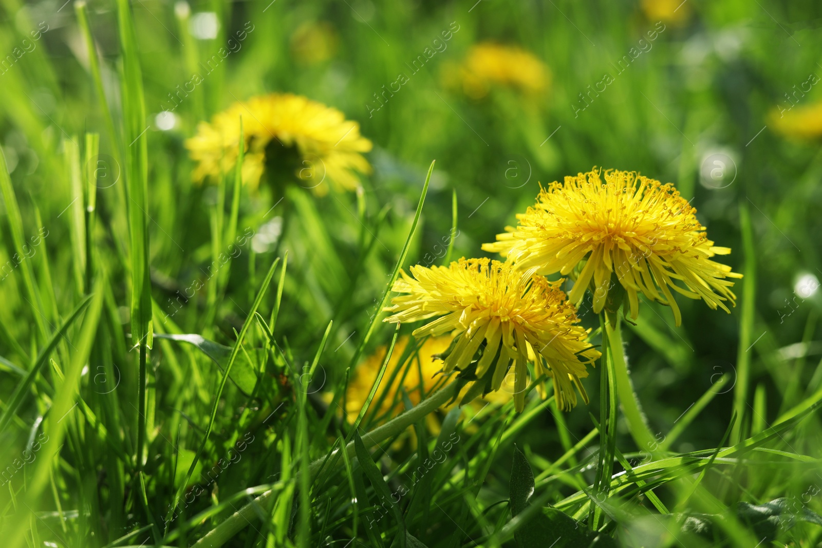 Photo of Beautiful bright yellow dandelions in green grass on sunny day, closeup