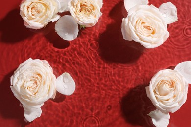 Beautiful roses and petals in water on burgundy background, top view