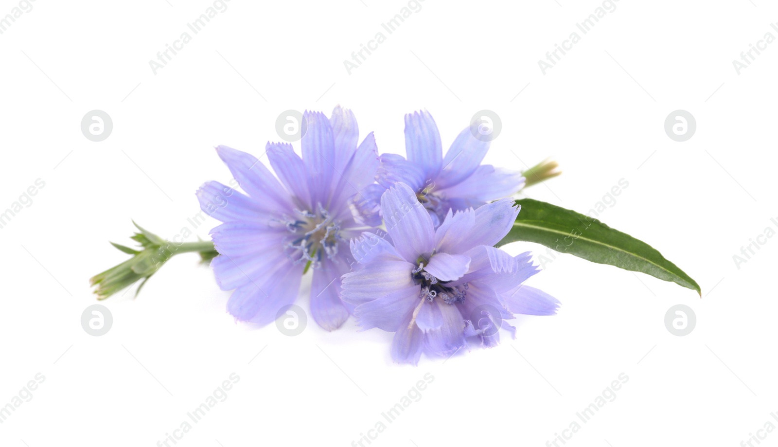 Photo of Beautiful tender chicory flowers on white background