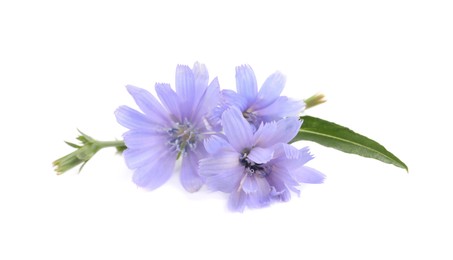 Photo of Beautiful tender chicory flowers on white background