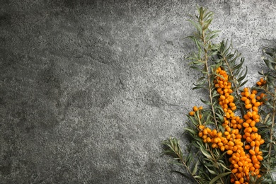 Branches of sea buckthorn on grey table, flat lay. Space for text