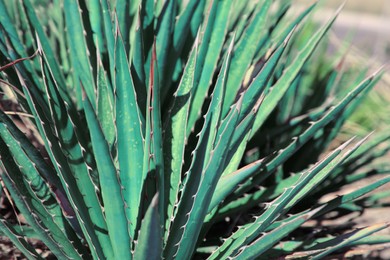 Photo of Closeup view of beautiful Agave plant growing outdoors