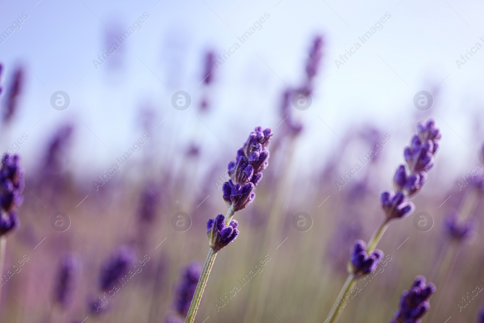 Photo of Beautiful lavender flowers growing in field, closeup