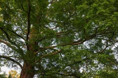 Photo of Beautiful tree with green leaves growing in park