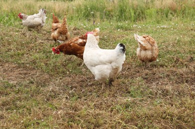 Many beautiful chickens walking on grass outdoors