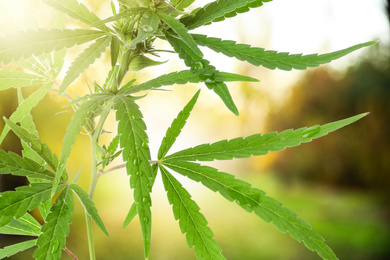Image of Green leaves of hemp plant on blurred background, closeup
