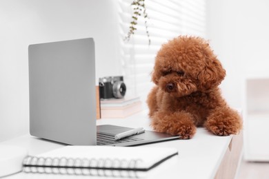 Photo of Cute Maltipoo dog on desk near laptop at home