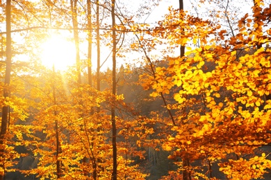 Picturesque view of beautiful forest on sunny autumn day