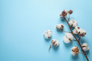 Photo of Dry cotton branch with fluffy flowers on light blue background, flat lay. Space for text