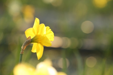 Photo of Fresh beautiful narcissus flower in field on sunny day