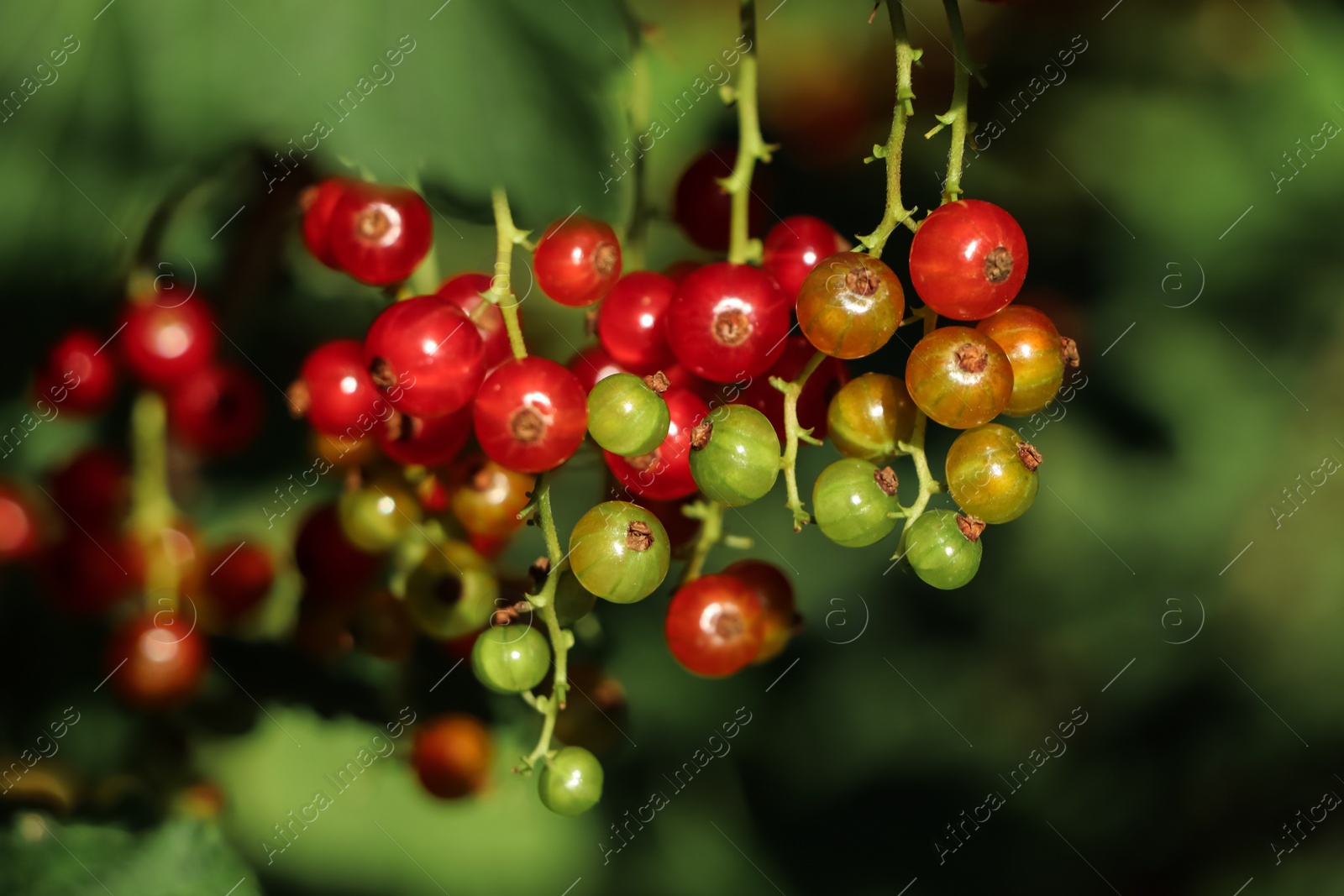 Photo of Closeup view of red currant bush with ripening berries outdoors on sunny day