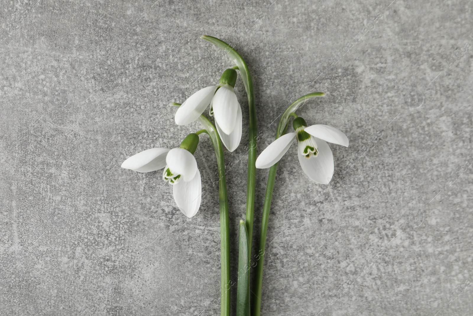 Photo of Beautiful snowdrop flowers on grey table, flat lay