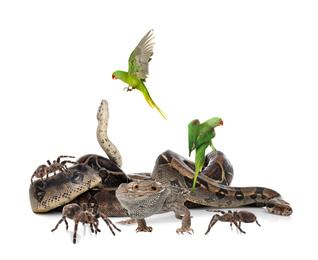 Group of different pets on white background