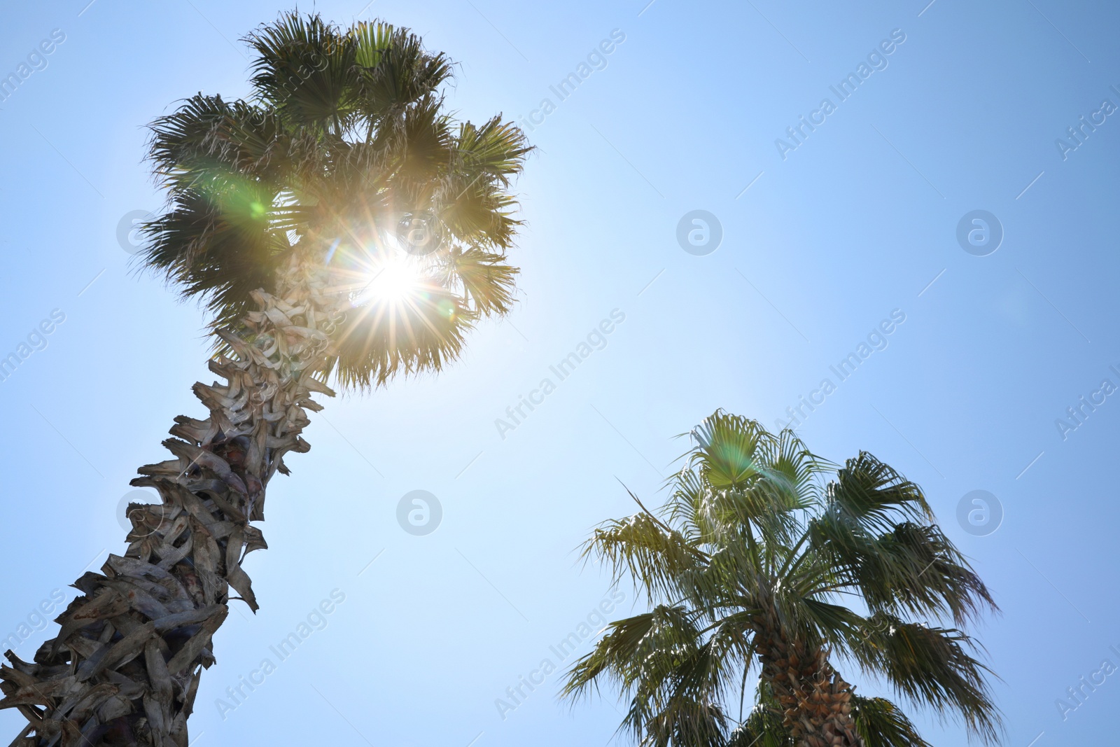 Photo of Beautiful palm trees with green leaves against blue sky, low angle view