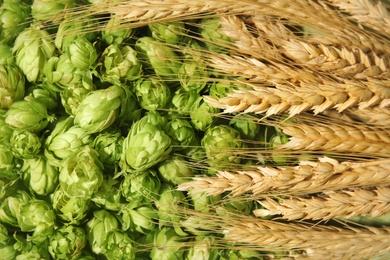 Photo of Fresh green hops and wheat spikes as background. Beer production