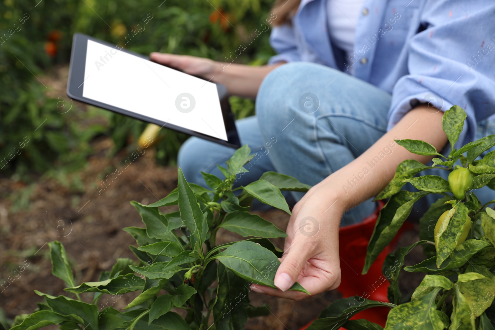 Photo of Woman using tablet with blank screen in field, closeup. Agriculture technology