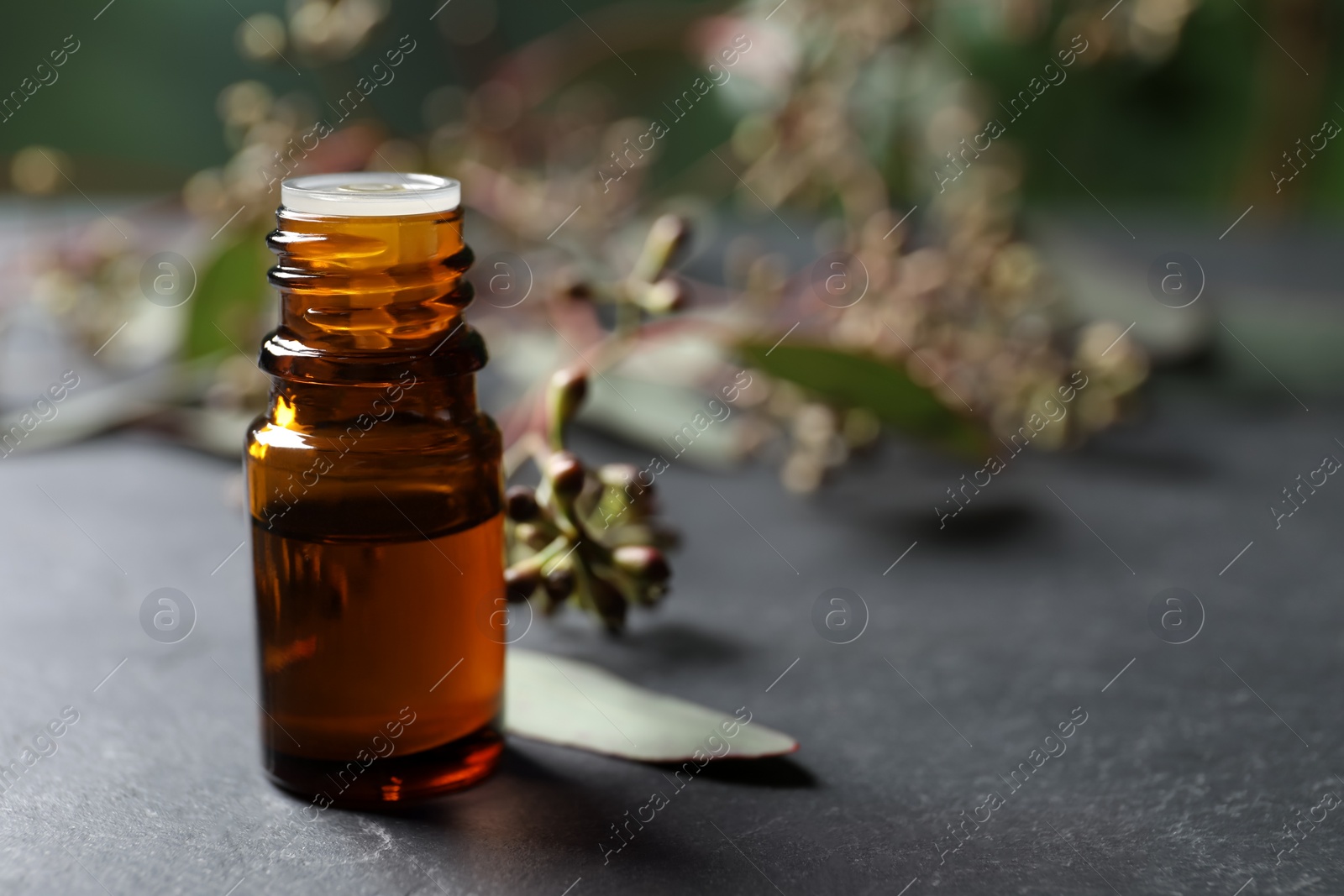 Photo of Bottle of eucalyptus essential oil and plant branches on grey table, space for text