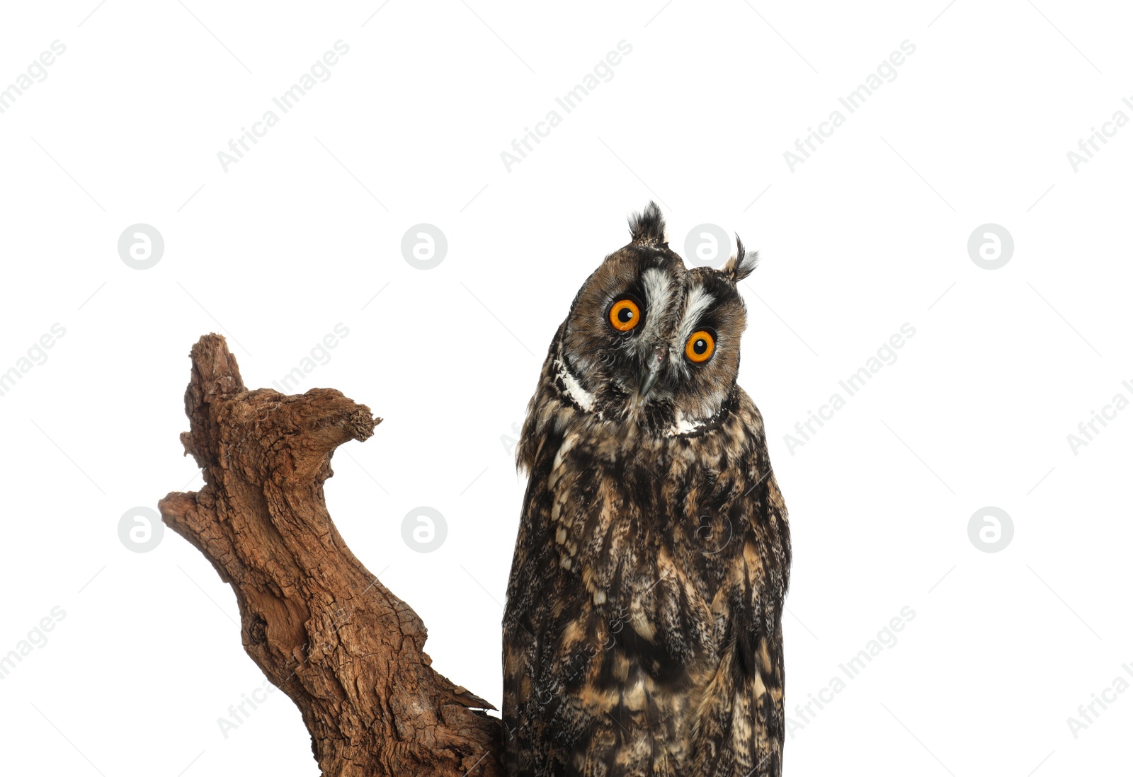 Photo of Beautiful eagle owl on tree against white background. Predatory bird