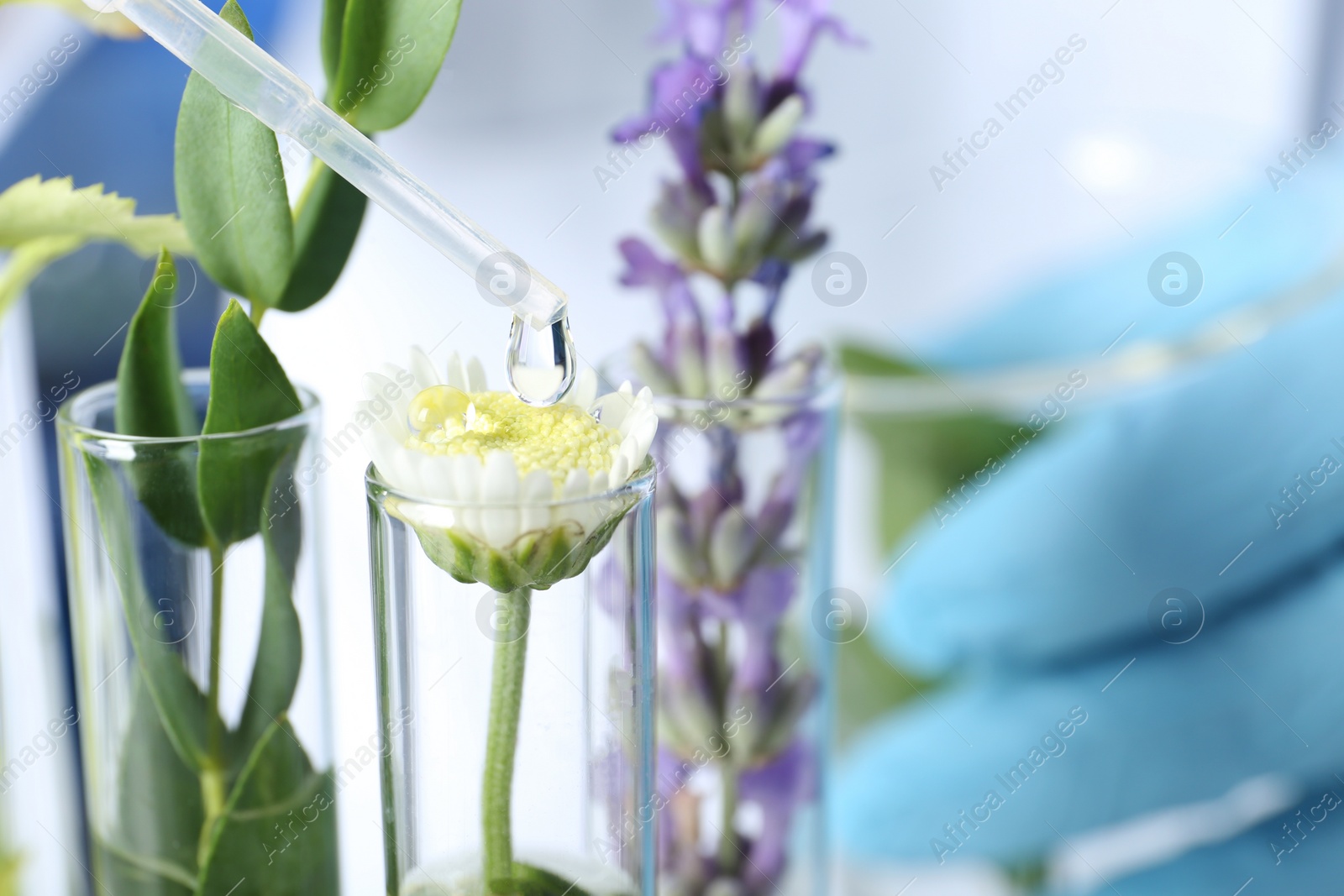 Photo of Scientist dripping liquid on plant in test tube, closeup