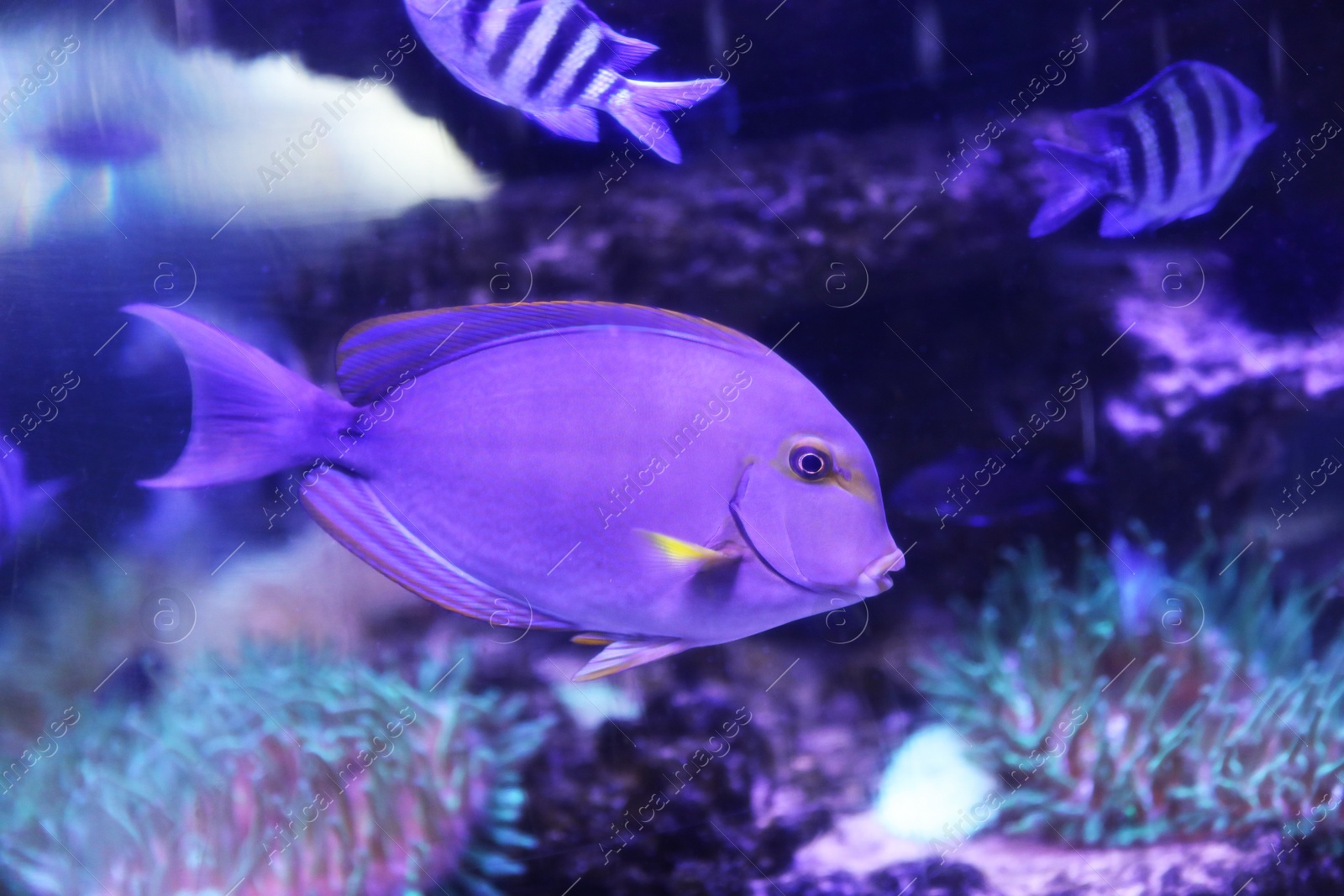 Photo of Beautiful surgeon fish swimming in aquarium water