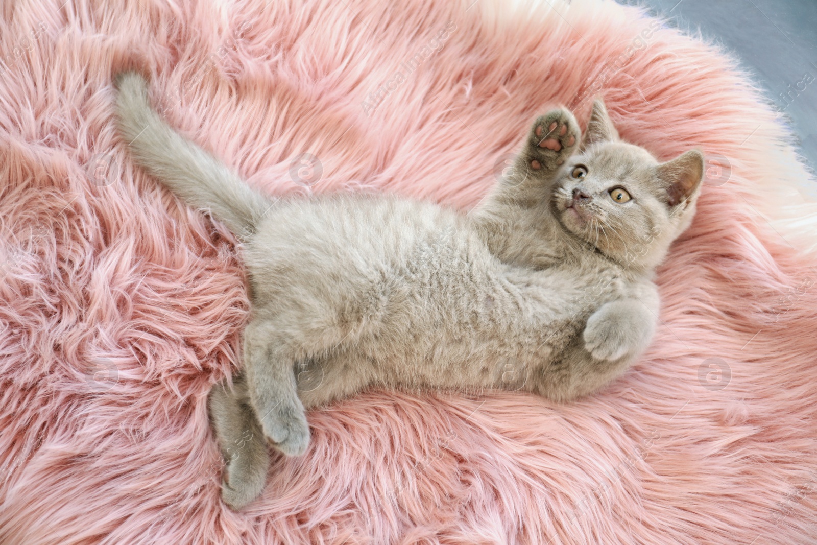 Photo of Scottish straight baby cat lying on soft furry blanket, above view