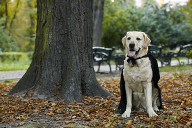 Cute Labrador Retriever dog wearing black cloak in autumn park on Halloween. Space for text