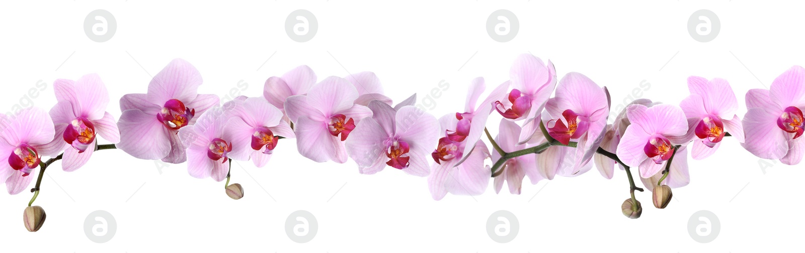 Image of Branch of beautiful orchid on white background. Banner design