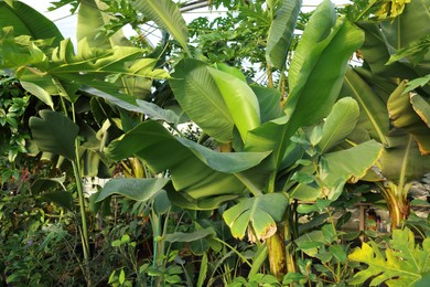 Beautiful banana tree with lush leaves growing in greenhouse