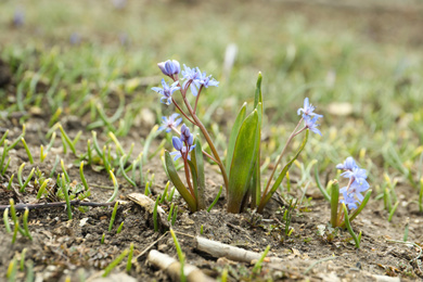 Photo of Beautiful lilac alpine squill flowers in garden