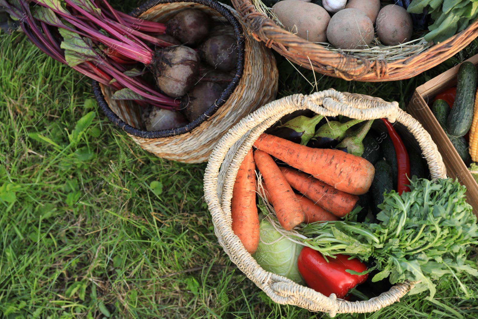 Photo of Different fresh ripe vegetables on green grass, flat lay