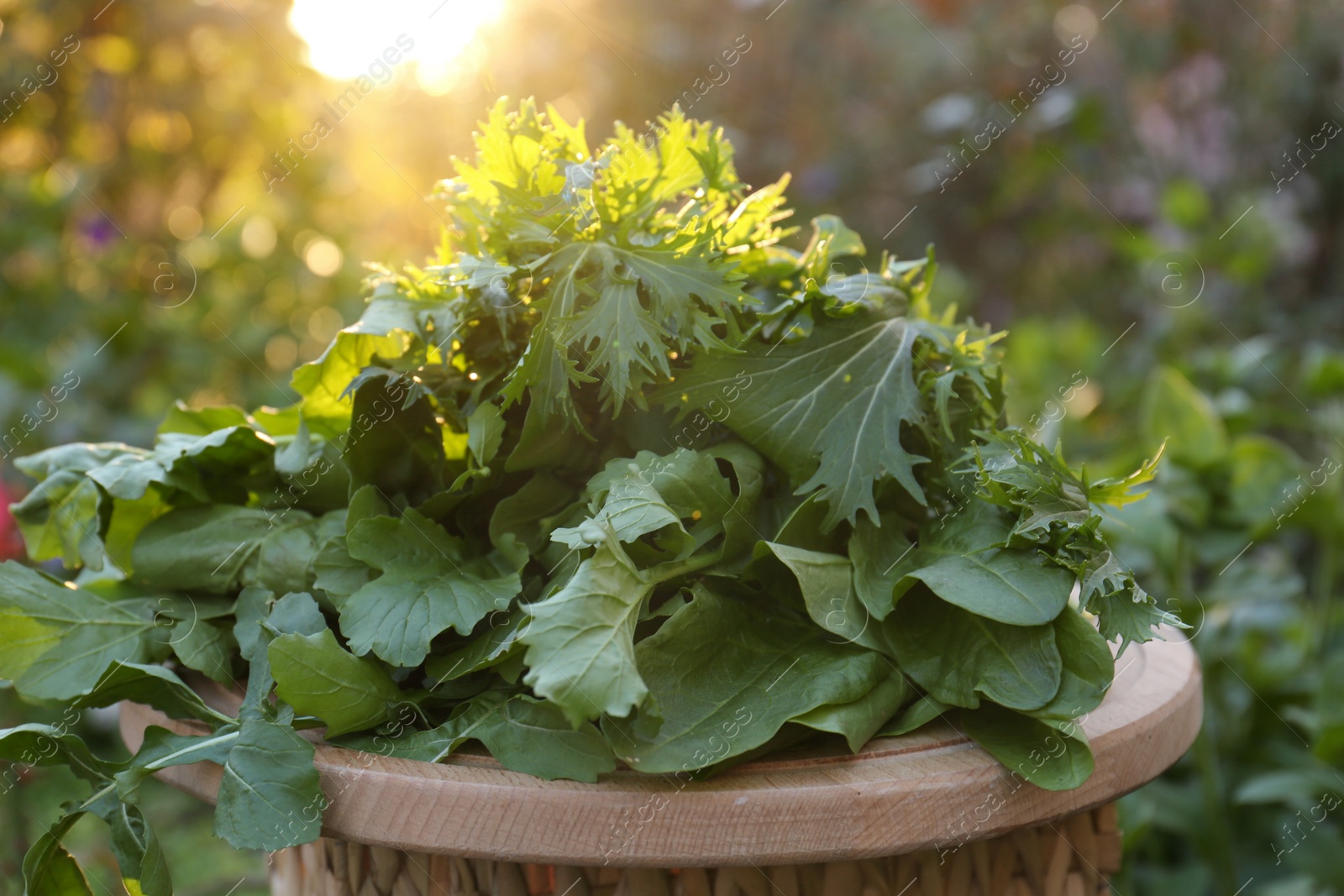 Photo of Many fresh green herbs on wooden table outdoors