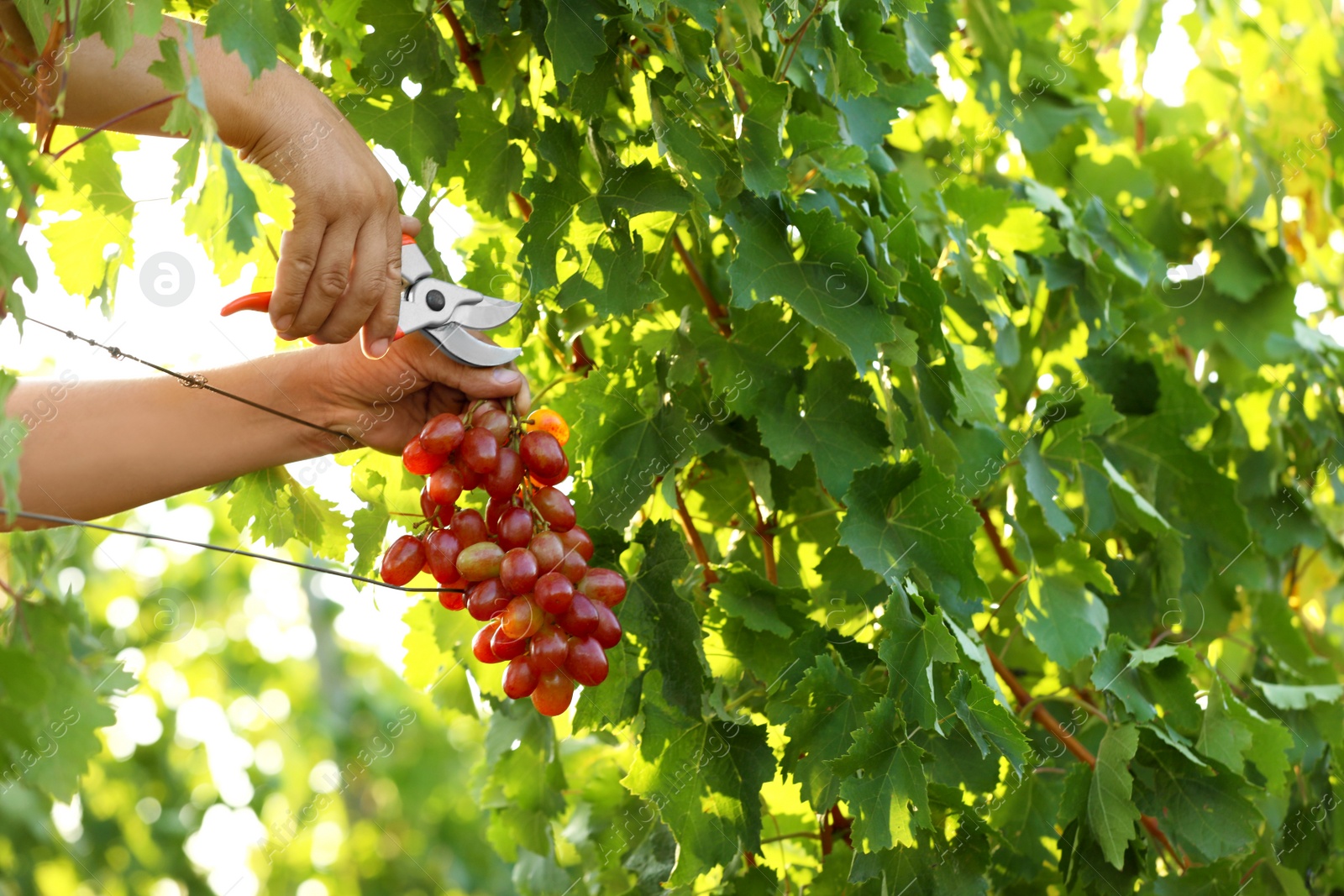 Photo of Man cutting bunch of fresh ripe juicy grapes with pruner outdoors, closeup