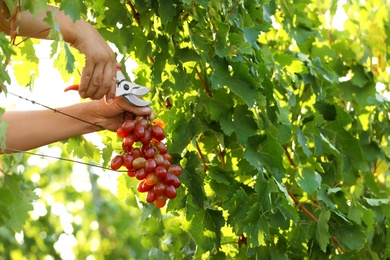 Man cutting bunch of fresh ripe juicy grapes with pruner outdoors, closeup