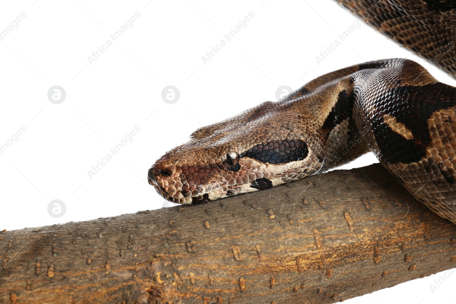 Photo of Brown boa constrictor on tree branch against white background