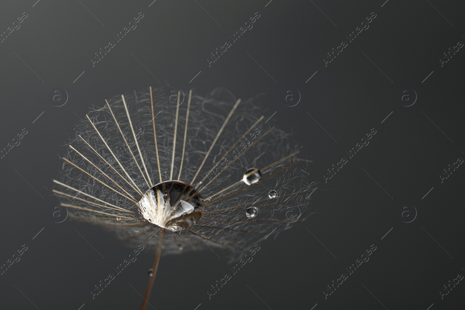 Photo of Seed of dandelion flower with water drops on grey background, closeup