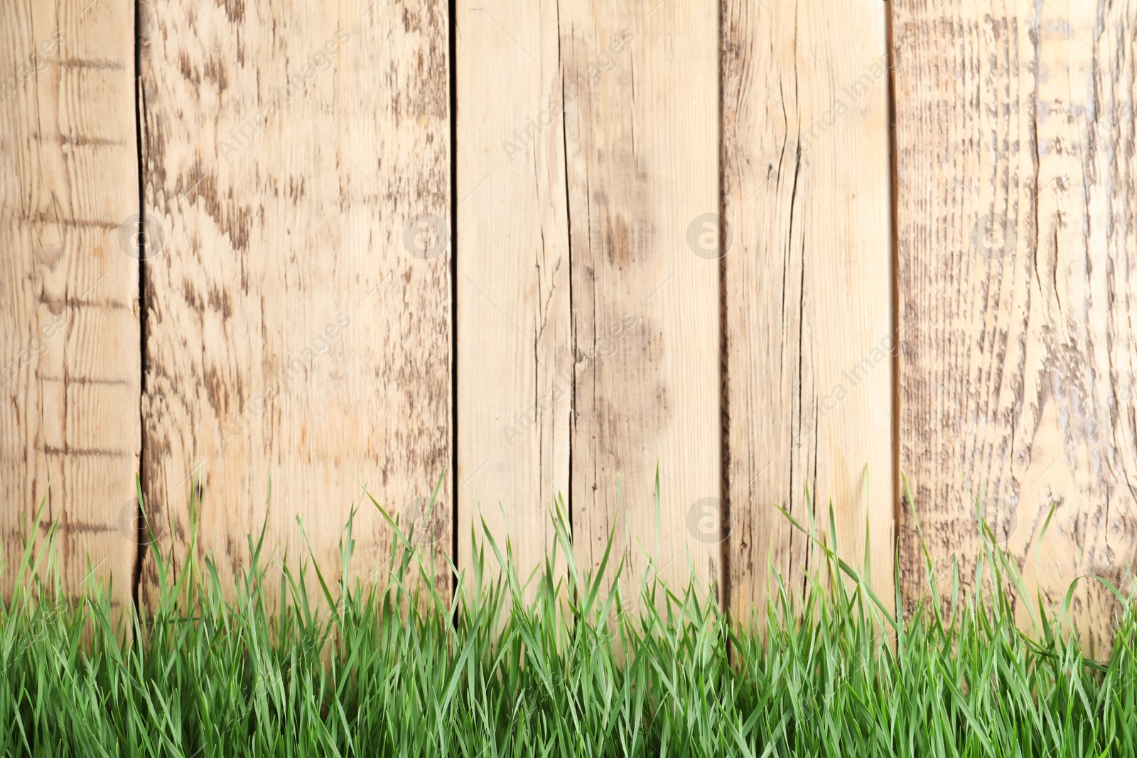 Photo of Fresh green grass near wooden fence. Space for text