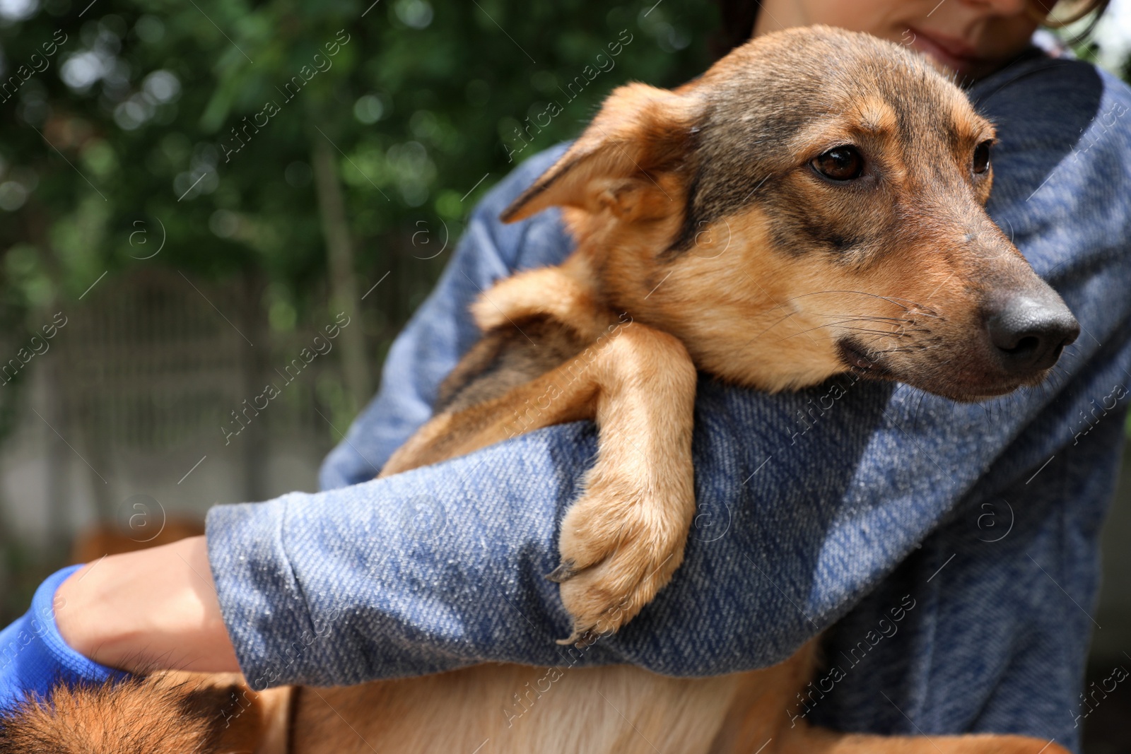 Photo of Female volunteer with homeless dog at animal shelter outdoors