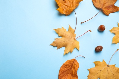 Flat lay composition with autumn leaves on blue background. Space for text