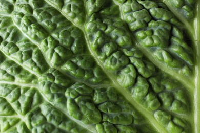 Photo of Green leaf of fresh savoy cabbage as background, closeup