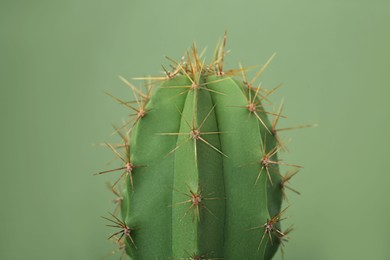 Photo of Beautiful green cactus on color background, closeup. Tropical plant