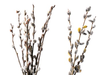 Image of Willow branches with fluffy catkins isolated on white