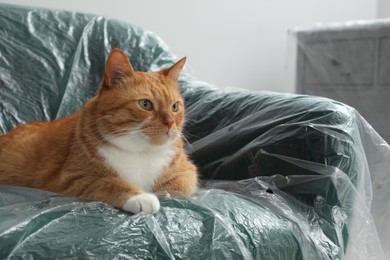 Photo of Cute ginger cat resting in armchair covered with plastic film indoors