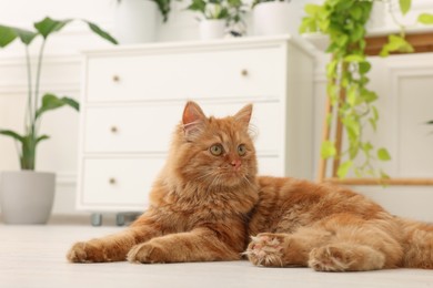 Photo of Cute red cat on floor at home