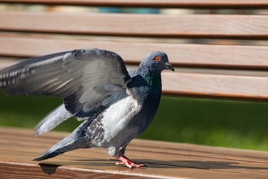 Photo of Beautiful grey dove on wooden bench outdoors, closeup. Space for text