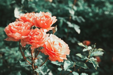 Beautiful blooming pink roses on bush outdoors