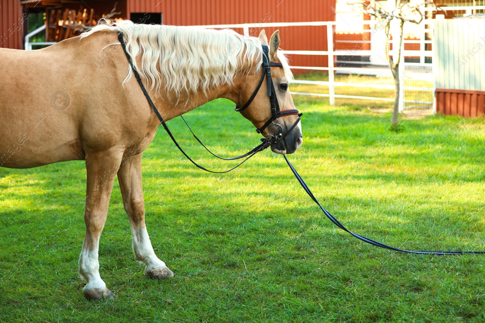 Photo of Palomino horse in bridle outdoors on sunny day